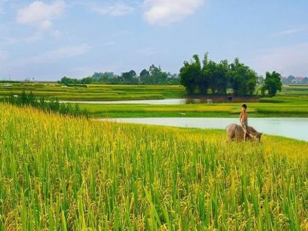 Mơ Thấy Cánh Đồng Lúa Có Ý Nghĩa Gì? Nên Chọn Số Nào?