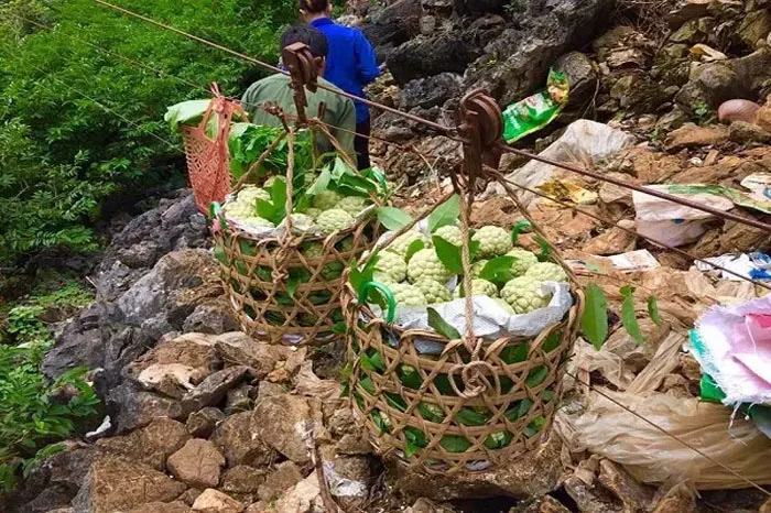 Top 10 loại trái cây đặc sản Miền Bắc ngon nức tiếng