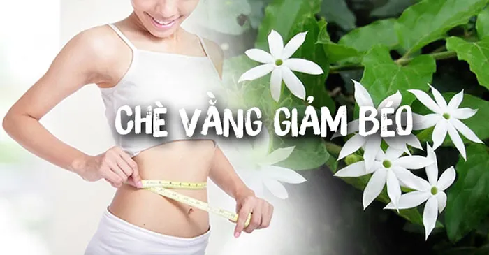 TOP 7 Tác dụng chè vằng giảm cân, uống chè vằng đúng cách để giảm cân